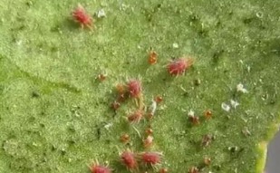 Grape Pest 01