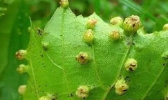 Grape Pest 03