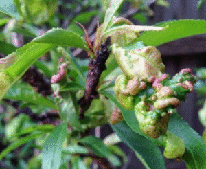 Peach Diseases 1