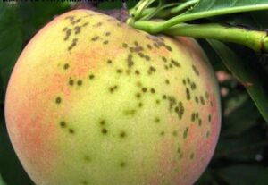 Peach Diseases 11
