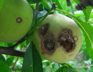 Peach Diseases 12