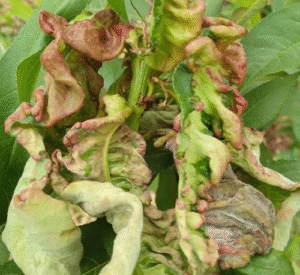 Peach Diseases 2