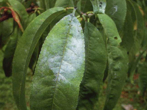 Peach Diseases 3