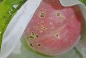 Peach Diseases 6