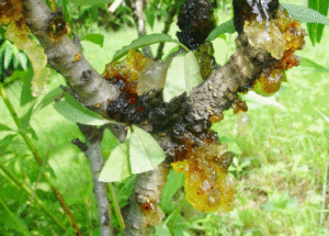 Peach Diseases 7