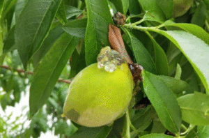 Peach Diseases 8