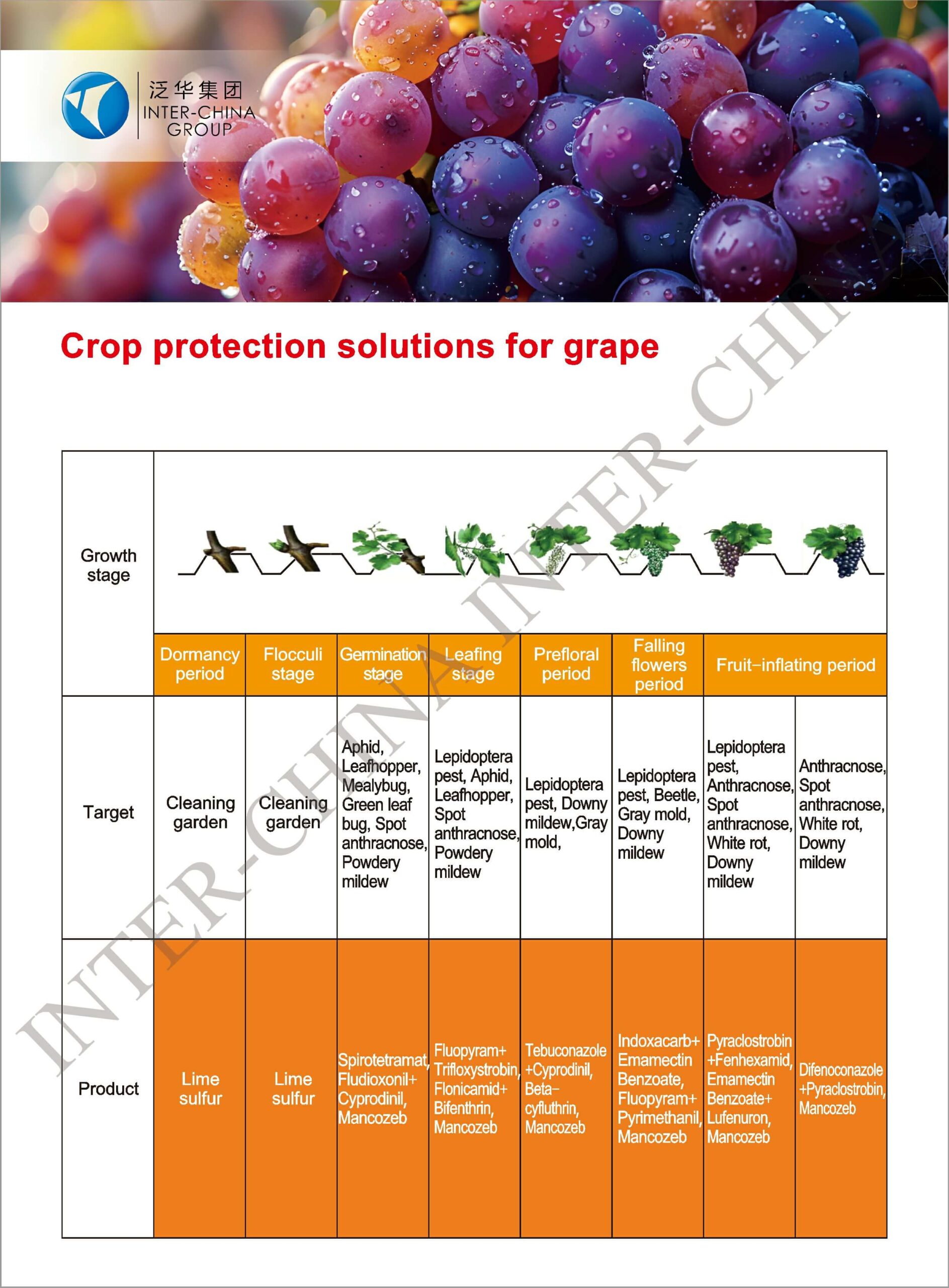 Solution Grape