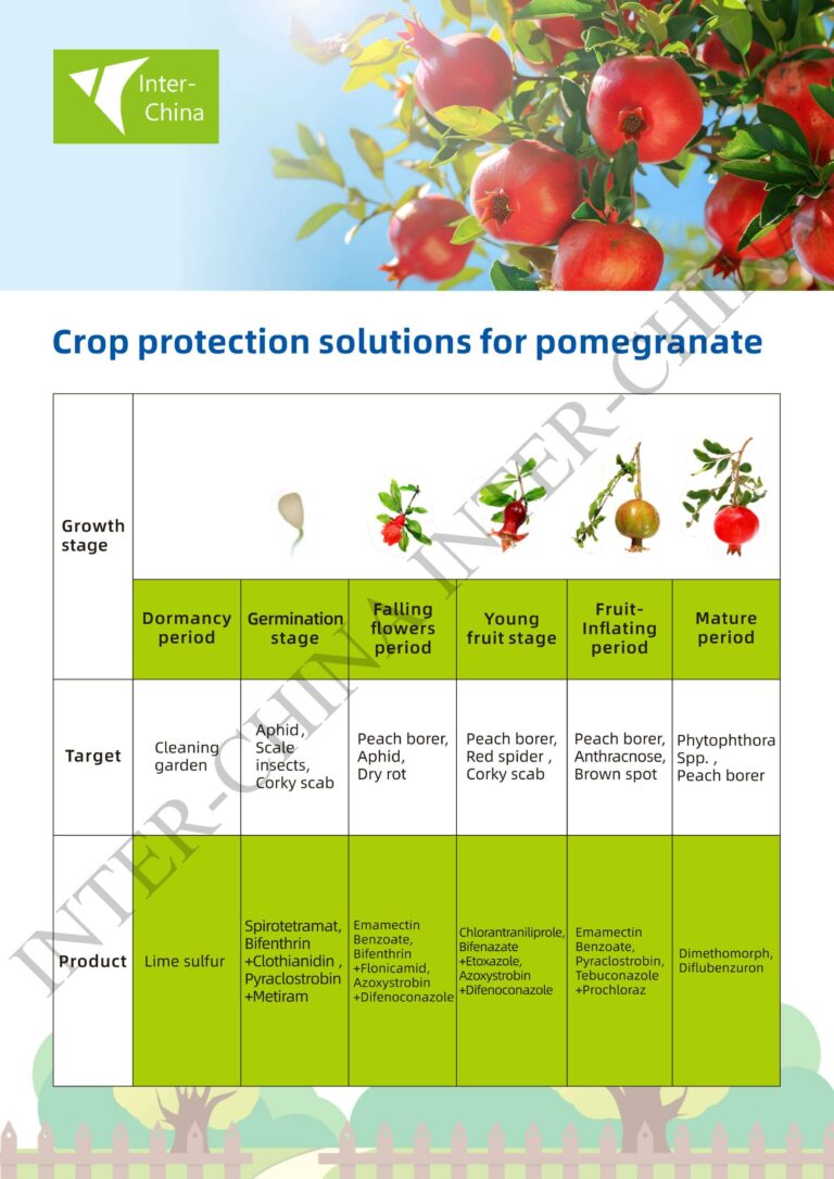 Solution Pomegranate