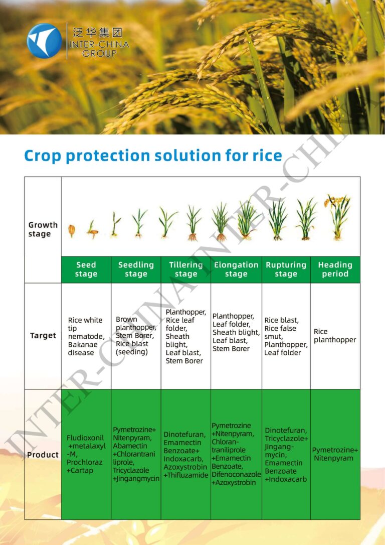 Solution Rice
